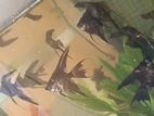 Angel Fish
