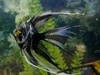 Angel Fish