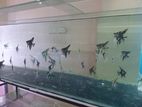 Angel Fish