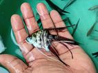 Angel Fish