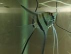 Angel Fish