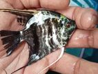 Angel Fish
