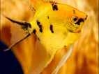 Angel Fish