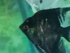 Angel Fish