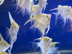 Angel Fish ( Red Eyes)