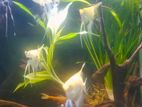 Angel Fish