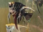 Angel Fish