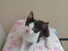 Angola Blue Eye Mixed Kittens for A Kind Home