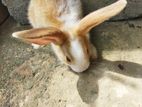 Angora Rabbit
