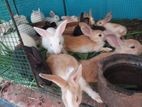 Rabbit