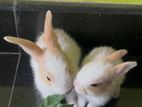Angora Baby Rabbit