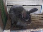 ANGORA BIG MALE