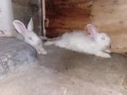 Rabbit