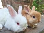 Angora Breed