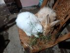 Angora Breeding Rabbit Pair