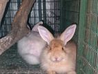 Angora Rabbit