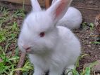 Angora Bunnies