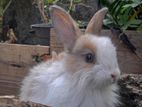 Angora Bunnies