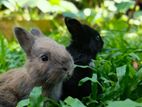 Angora Rabbits