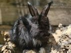 Angora Bunnies