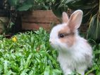 Angora Bunnies