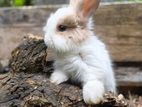 Angora Bunnies