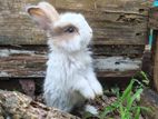 Angora Rabbit