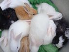 Angora bunnies