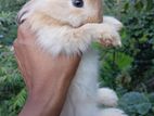 Angora Bunnies