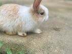 Angora Bunnies