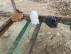 Angora Bunnies