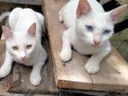 Angora White Cat