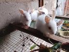 Angora சிவப்பு நிற கண்கள் உடைய முயல் குட்டிகள்