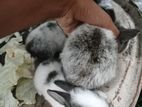 Angora Cross Rabbits