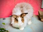 Angora Female