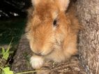 Angora Female Rabbit