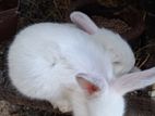 Angora Rabbit