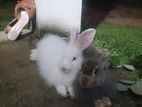 Angora Rabbits