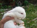 Angora Rabbit