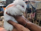 Angora Rabbit