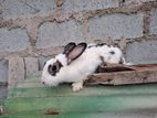 Angora Rabbits