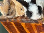 Angora