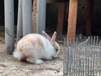 Angora Rabbits