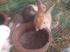 Angora Rabbit