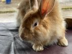 Angora Full Size