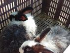 Angora හාවන්