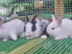 Angora Rabbits