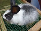 Angora Male Rabbit