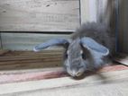 Rabbit