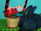 Angora Male Rabbit